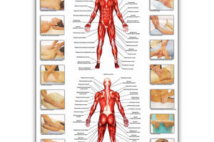 Плакат Vivay Основные группы мышц и массажные техники А0 (8895)