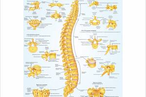 Плакат Vivay Позвонки и позвоночный столб А0 (a8224c-5038-3)