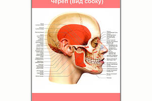 Плакат Vivay Проекция мышц головы на череп (вид сбоку) А0 (8237)