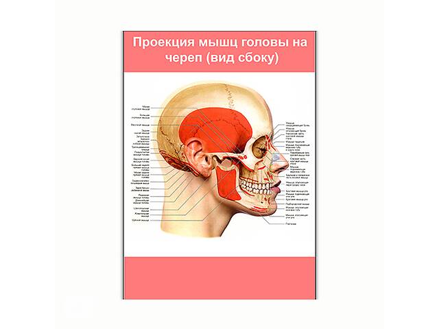 Плакат Vivay Проекция мышц головы на череп (вид сбоку) А0 (8237)