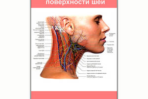 Плакат Vivay Строение боковой поверхности шеи А0 (8149)