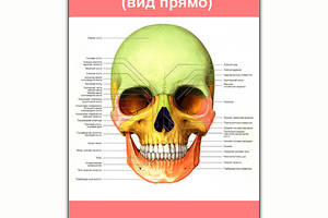 Плакат Vivay Строение черепа (вид прямо) А0 (8157)
