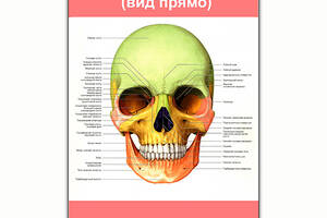 Плакат Vivay Строение черепа (вид прямо) А1 (8158)