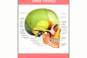 Плакат Vivay Строение черепа (вид сбоку) А1 (8166)