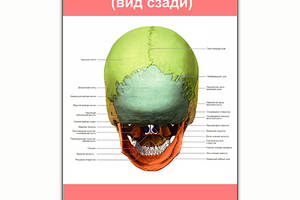 Плакат Vivay Строение черепа (вид сзади) А1 (8174)
