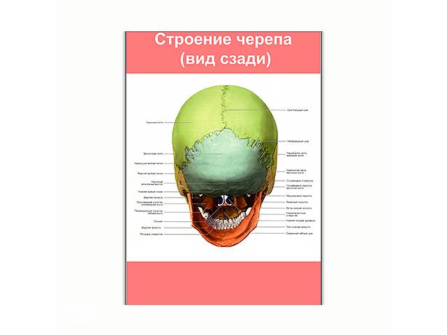 Плакат Vivay Строение черепа (вид сзади) А1 (8174)