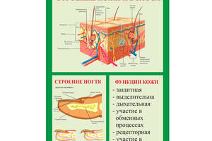 Плакат Vivay Строение кожи и волоса А0 (8943)