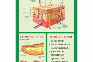 Плакат Vivay Строение кожи и волоса А1