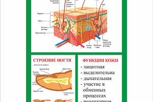 Плакат Vivay Строение кожи и волоса с планкой А0 (8983)