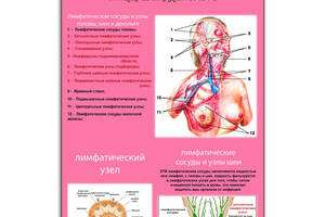 Плакат Vivay Строение лимфатической системы лица, шеи, декольте с планкой А1 (9086)
