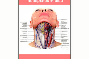 Плакат Vivay Строение передней поверхности шеи А0 (8141)