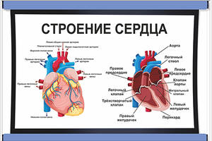 Плакат Vivay Строение сердца А1 (5457)