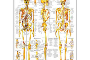 Плакат Vivay Система костей и их соединений 75.5x100 см (4692)