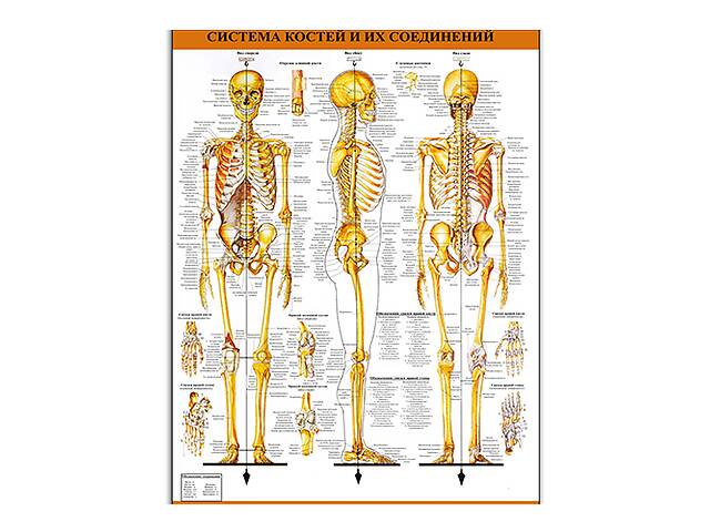 Плакат Vivay Система костей и их соединений 75.5x100 см (4692)