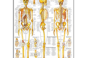 Плакат Vivay Система костей и их соединений А0 (4690)