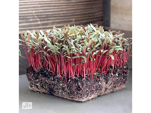 Продам насіння мікрозелень (Мікрогрін) Мангольд Червоний