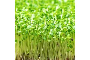 Продам насіння мікрозелень (Мікрогрін) Салат Мізунь зелена