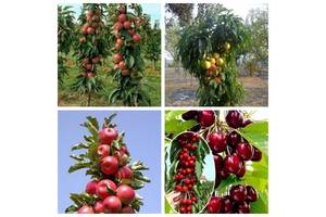 Продаж плодових дерев та чагарників елітних сортів у розпліднику'АГРОДИВО'