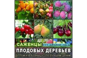 Продаж різних сортів троянд, плодових дерев та чагарників.