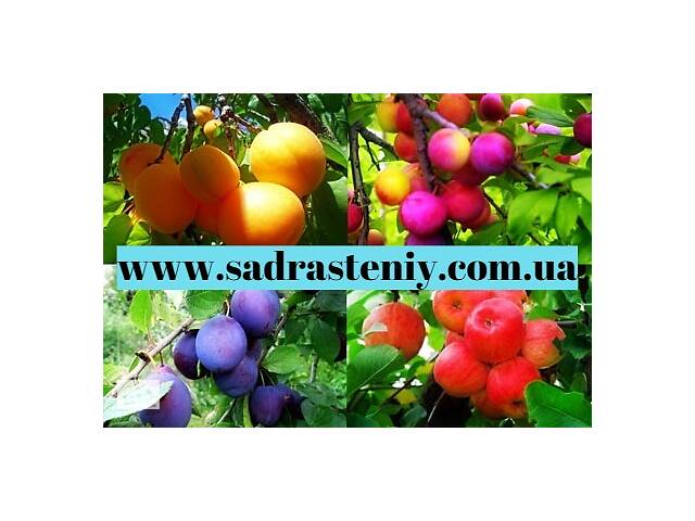 Продаж саджанців вишні, черешні, яблуні, груші та багато іншого. Розплідник'Сад рослин'