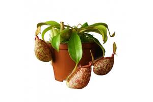 Растение хищник Непентес Хукериана AlienPlants Nepenthes Hookeriana Plants (SUN006CP)