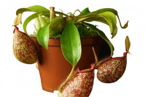 Растение хищник Непентес Хукериана AlienPlants Nepenthes Hookeriana Plants (SUN006CP)