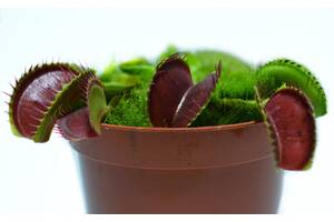 Растение хищник Венерина Мухоловка AlienPlants B52 Dionaea muscipula B52 L (SUN0001CP)