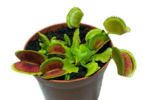 Растение Хищник Венерина мухоловка Дентана L AlienPlants Dionaea muscipula Dentate Plants