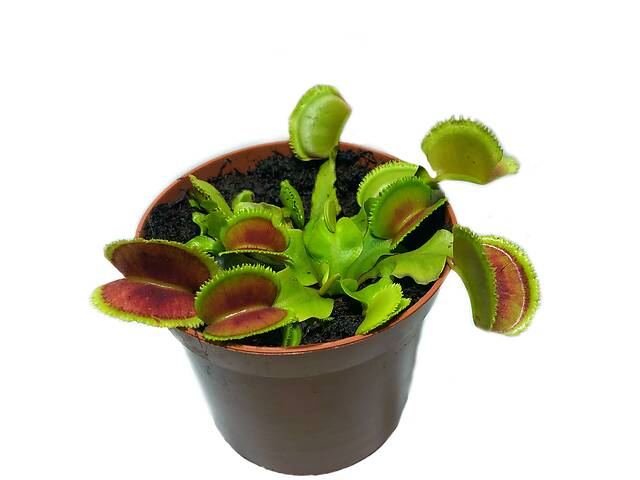 Растение Хищник Венерина мухоловка Дентана L AlienPlants Dionaea muscipula Dentate Plants