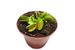 Растение Хищник Венерина мухоловка Дентата AlienPlants Dionaea muscipula Dentate S Plants (SUN0017CP)