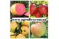 Саженцы плодовых яблонь, груш, слив, вишня, черешня, персик, абрикос.