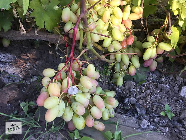 Саженцы винограда Анжелика(Ксения), районированного в г.Сумы