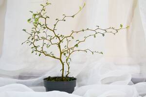 Софора Ажурное дерево Rovinsky Garden Little Baby 55-60 см (58450749)