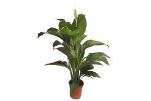 Спатифиллум Сенсация Florinda (Spathiphyllum Sensation), 2 растения в горшке, 130см, объем горшка 6л