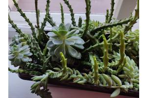 кактуси сукуленти кімнатні рослини для композиції