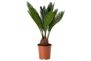 Цикас Революта Florinda (Саго́вник поника́ющий) Cycas Revoluta, высота 20 - 30см, объём горшка 0,5л