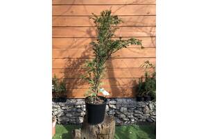 Тис ягодный Rovinsky Garden Taxus baccata 90-110 см 4л (RG551)