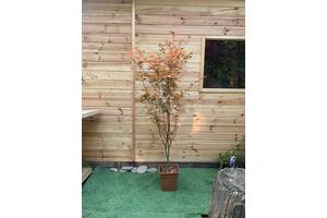 Японский клен Rovinsky Garden (Japanese maple, Special selection) Redwine, 1,7-2 м 15 л (RG024)