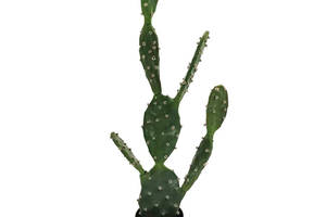Искусственное растение Engard Cactus 75 cм (TW-41)