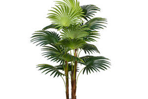 Искусственное растение Engard Cycas Palm, 150 см (DW-23)