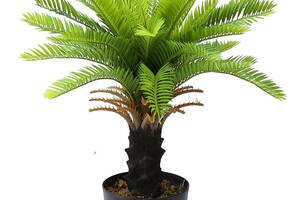 Искусственное растение Engard Cycas Palm, 60 см (DW-24)