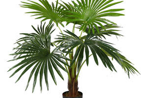 Искусственное растение Engard Fan Palm, 120 см (DW-27)