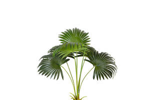 Искусственное растение Engard Fan Palm, 95 см (DW-26)