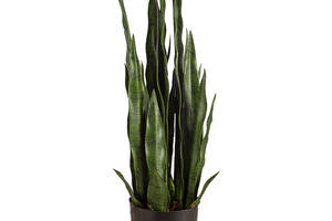 Искусственное растение Engard Sansevieria, 65 см (DW-10)