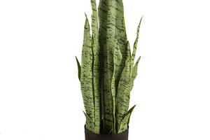 Искусственное растение Engard Sansevieria, 65 см (DW-11)
