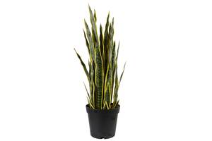 Искусственное растение Engard Sansevieria, 92 см (DW-12)