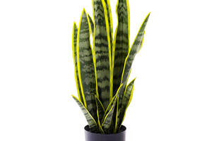 Искуственное растение Engard Sansevieria 57 см (TW-43)