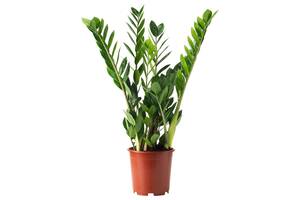 Замиокулькас Rovinsky Garden Zamioculcas Долларовое дерево 90-100 см 5 л (RG592)