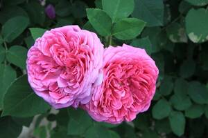 Рожева вода (гідролат) Дамаської троянди зі свіжих пелюсток