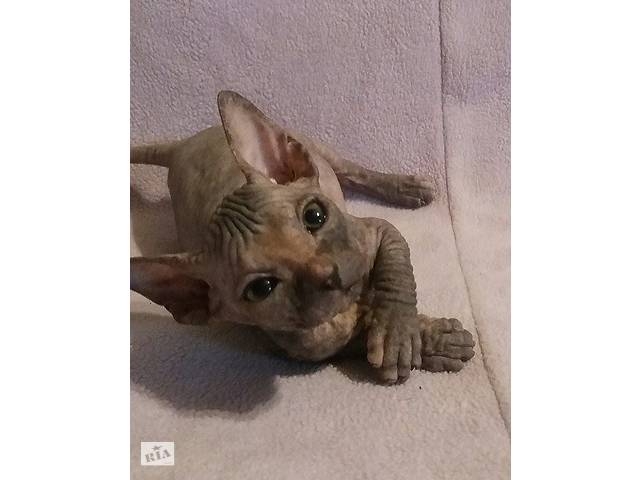 Донской сфинкс, котята